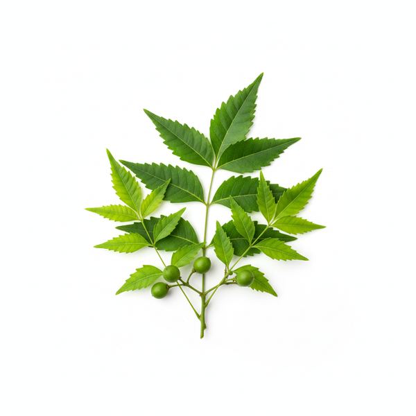 Neem